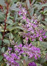 Hebe 'Purple Picture'                             